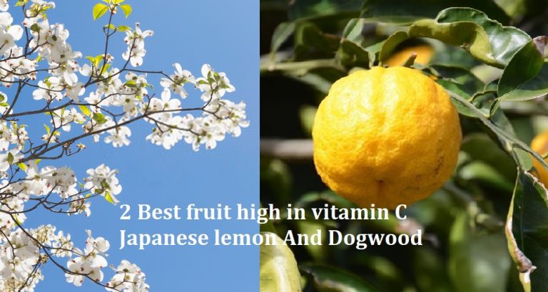 2 Best fruit high in vitamin C - Japanese lemon, Dogwood