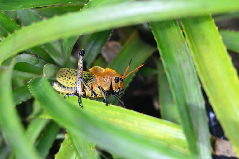 11 Most Destructive Garden Insects and How You Can Protect Your Plants from Them