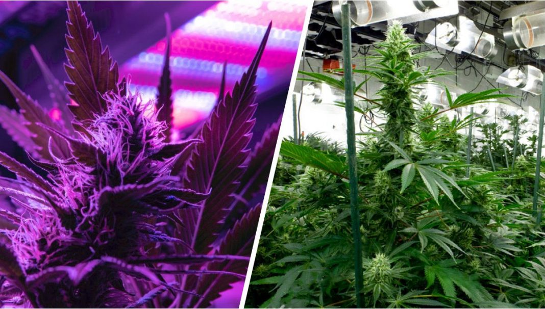 How to Develop Autoflowers in the Best Light Spectrum