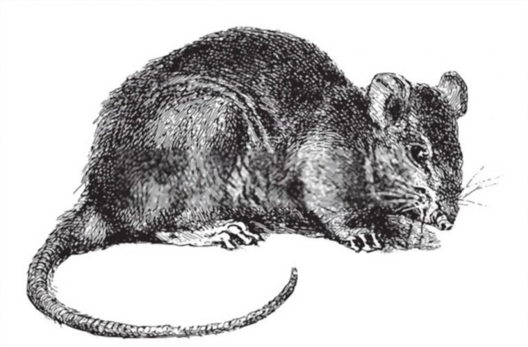 How To Draw A Rat