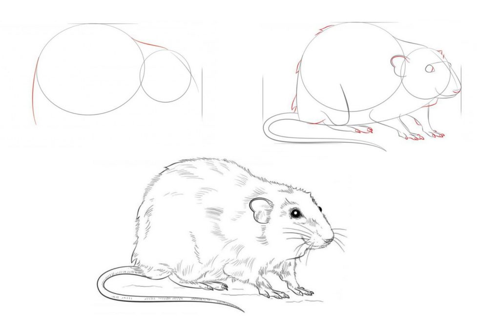 How To Draw A Rat