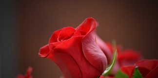 buy roses online