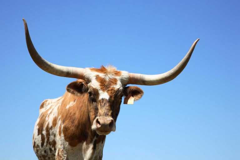 Everything You Need To Know About Longhorn Beef