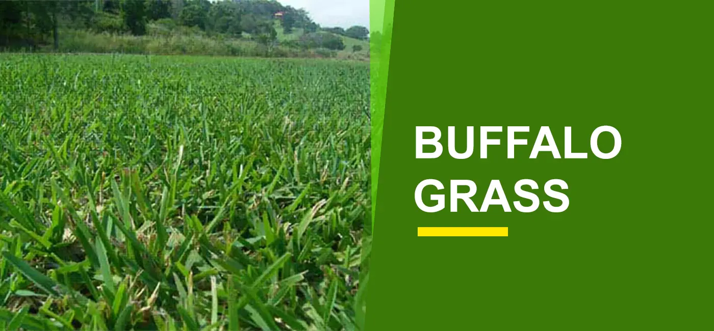 Price of Buffalo Grass Guide