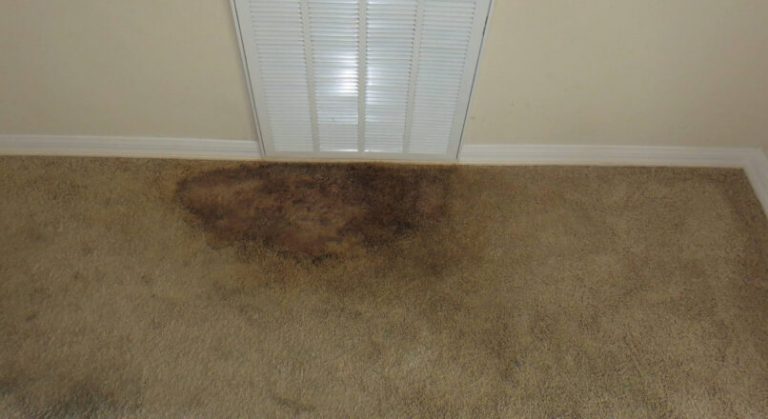 Why Should You Hire a Professional Cleaner for Carpet Cleaning?