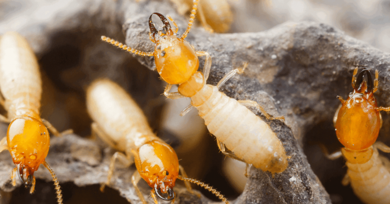 What Do Subterranean Termites Resemble?