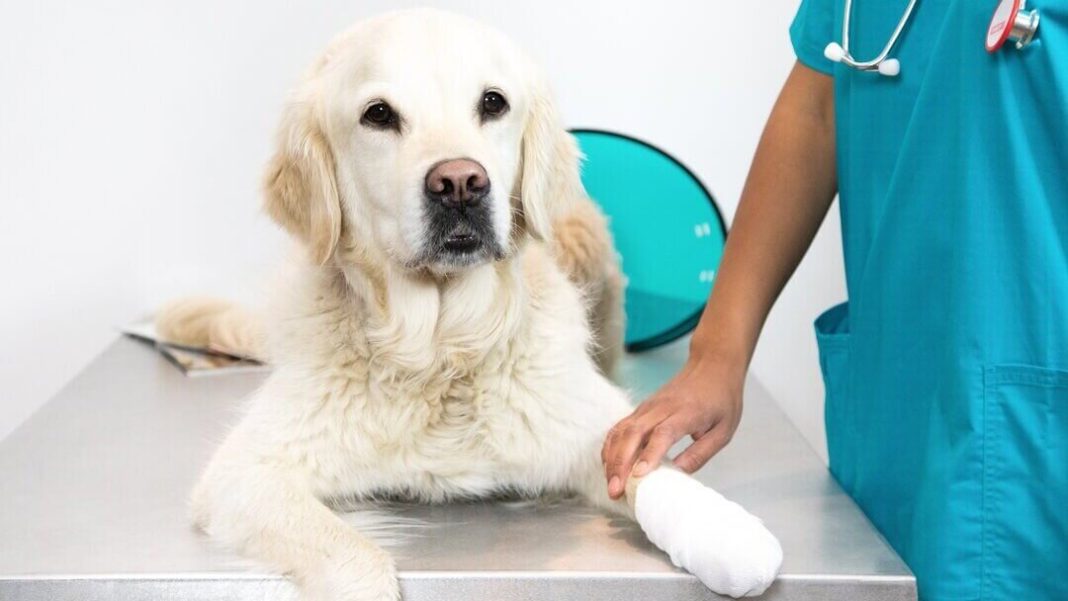 10 tips to nurse an injured dog