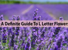 a definite guide to l letter flowers