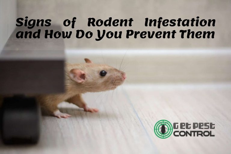 What Are the Signs of Rodent Infestation and How Do You Prevent Them?